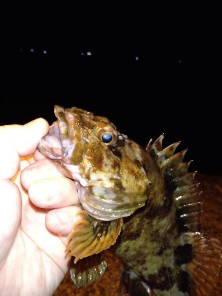 ガシラに救われた